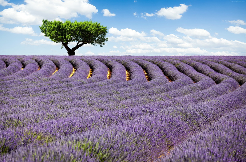 lavender, 4K, France, Lavender field, tree, 4k, Provence, Meadows, sky
