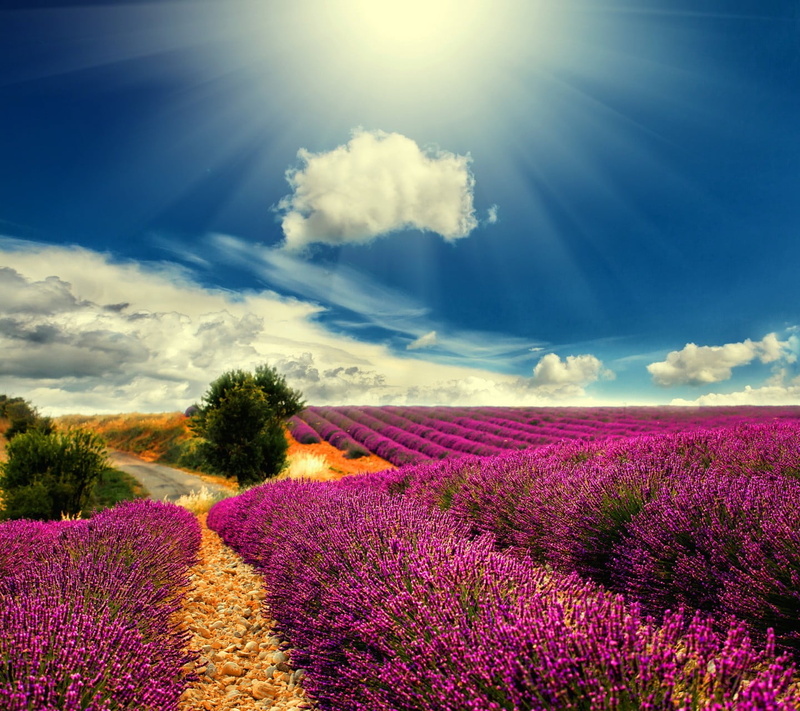 purple, cloud - sky, landscape, lens flare, sunlight, 720P, lavender, growth, plant, scenics - nature, outdoors, land, freshness, beauty in nature, sky