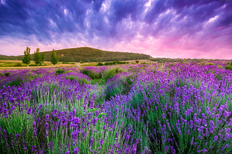field, Europe, 4K, mountain, Provence, France, sky, lavender, 4K