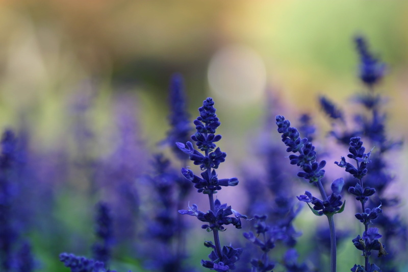 petal, macro, 2K, outdoors, depth of field, flowers, flower, flower head, close-up, freshness, lavender, selective focus, purple, springtime, inflorescence