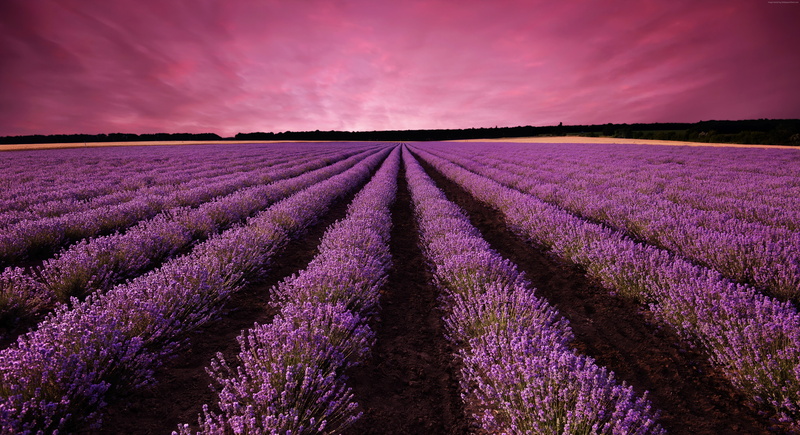 field, Provence, 5K, Europe, 5K, France, mountain, sky, lavender