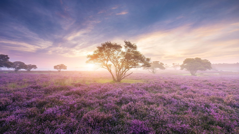 4K, nature, plant, beauty in nature, scenics - nature, beautiful, tree, sun, english lavender, flowerbed, cloud - sky, springtime, flower field, environment