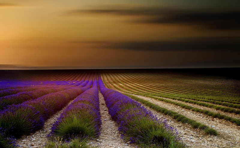 Sunset, field, 1080P, flower, sky, France, Nature, Provence, lavender