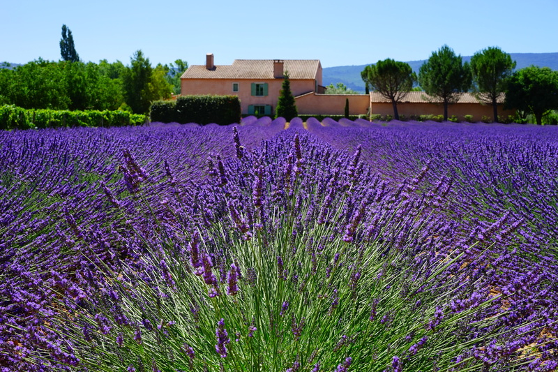 lavender cultivation, farm, violet, herbs, true lavender, inflorescence, blue, medicinal plant, dunkellia, beauty in nature, green, garden flowers, french
