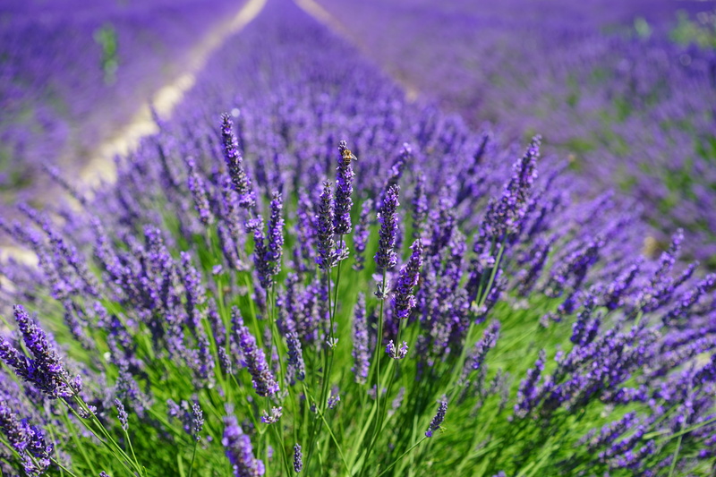 selective focus, close-up, flowers, daytime, plant, lavender colored, lavender flowers, blue, lavender cultivation, wild plant, outdoors, nature, floral