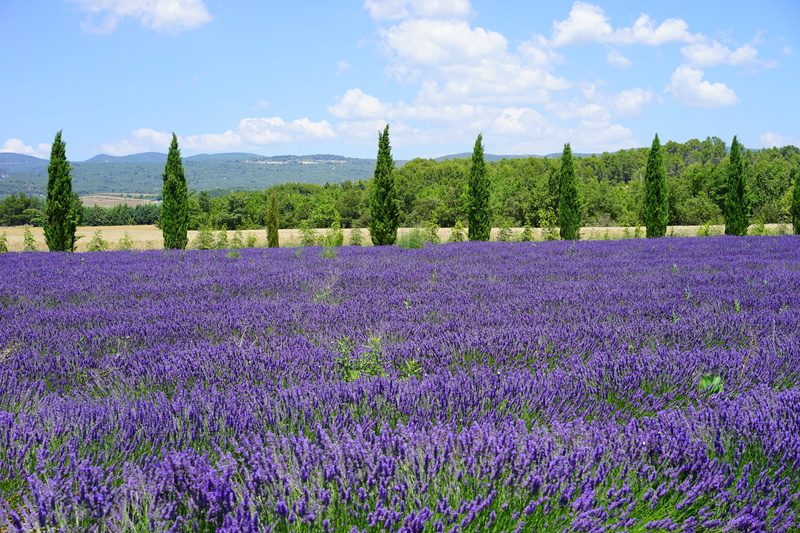 flower head, lilac blue, aroma, outdoors, crop, lamiaceae, homeopathy, meadow, field, garden, lavender cultivation, no people, sky, true lavender, flowering