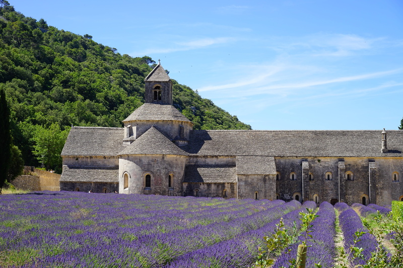 brown, summer flowers, place of worship, lavender cultivation, flower, lavendula, architecture, meadow, outdoors, decorative, vaucluse, sénanque abbey