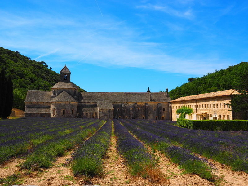chapter hall, outdoors, medicinal plant, flower meadow, petals, abbey church, lavandula angustifolia, notre dame de sénanque, france, sénanque abbey, agriculture