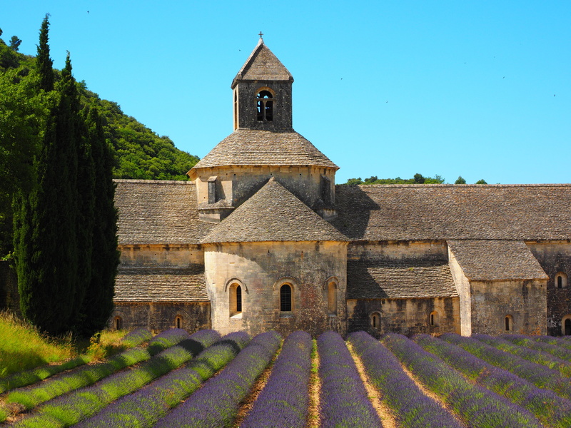 inflorescence, true lavender, religion, lavender, french, spirituality, tree, department of vaucluse, architecture, summer flowers, aromatic, sky, lavender field