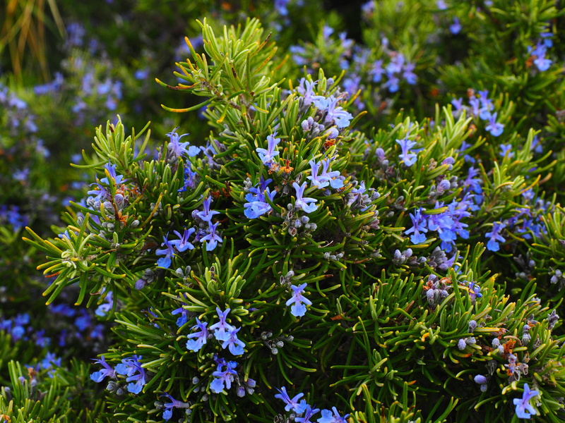herb, flower, inflorescence, provence kräutermischung, focus on foreground, purple, plant, vulnerability, green, fragility, park - man made space, flowers