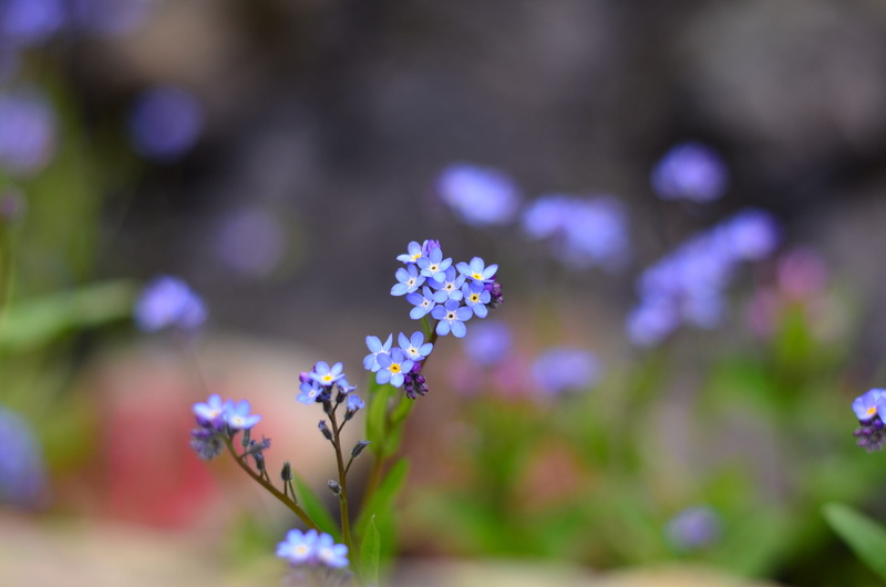 garden, beautiful, 2K, fragility, vulnerability, wildflower, depth of field, freshness, day, botanical, field, vibrant, green, lavender, blue, plant, colourful