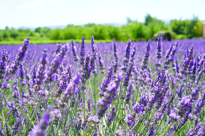 provence, lavender colored, nature, land, landscape, agriculture, fragrance, freshness, green, purple, flowers, blue, scented plant, lavender, crop, focus on foreground
