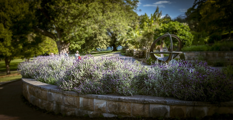 aromatic, natural, herbal, no people, health, ornamental Garden, herb, Therapeutic, outdoors, pharmaceutical, flower, flora, blossom, selective focus, bloom
