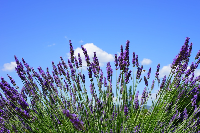 lavandula angustifolia, flower, inflorescence, purple, french, wild plant, lavendula, violet, nature, lavender cultivation, flowering plant, blooming lavender