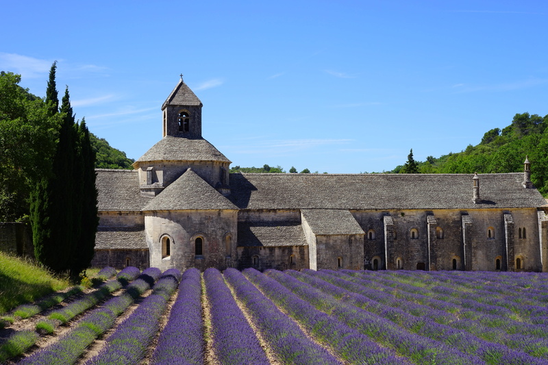 lavender flowers, place of worship, vaucluse, building, department of vaucluse, garden flowers, lavandula officinalis, abbaye de sénanque, lavandula angustifolia