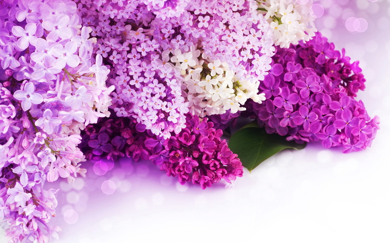 Purple, White, 2K, Flowers, Petals, close, Lilac