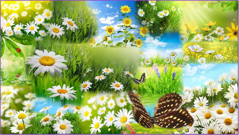 daisy, papillon, butterfly, flowers, fields, wild flowers, fleurs, fresh, warm, spring, grass, collage, 1080P