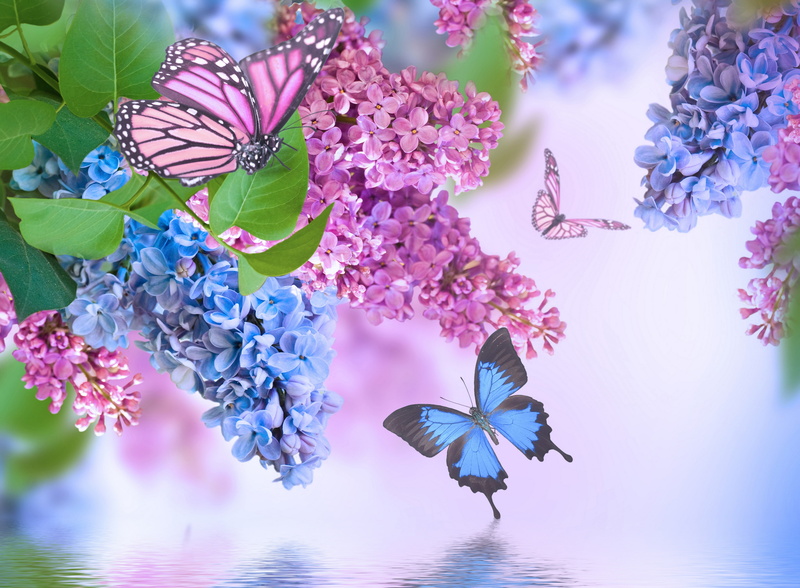 Blue Flower, Lilac, Pink Flower, Spring, Flower, Flowers, 4K, Butterfly