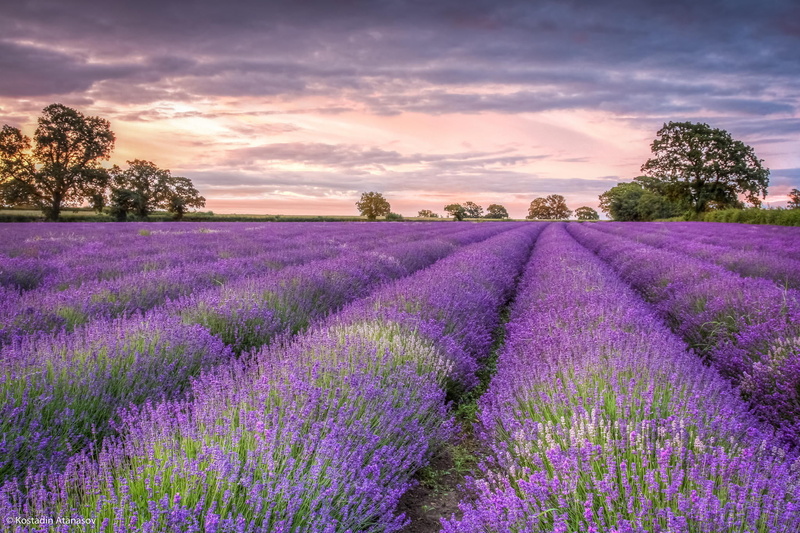 land, non-Urban Scene, meadow, lavender, cloud - sky, flower Head, landscape, sky, beautiful, agriculture, flowering plant, freshness, zakad, scented, plateau De Valensole