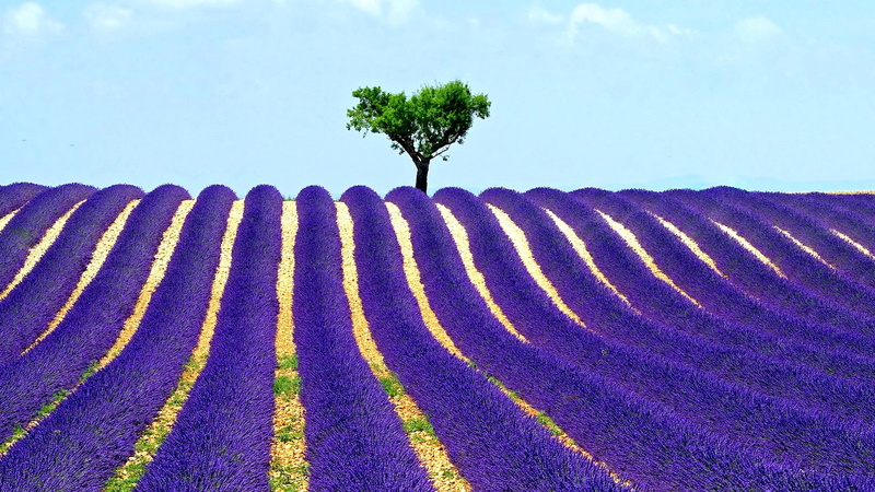 lavender, field, purple, floweer, the sky, tree, 1080P