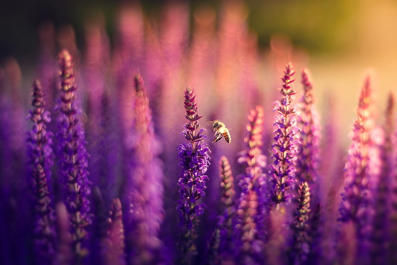 wildflower, 1080P, pink Color, summer, single Flower, no People, lilac, petal, flower, multi Colored, springtime, meadow, herb, defocused, ornamental garden