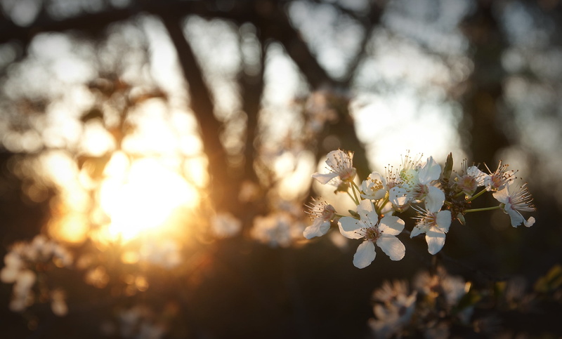 cherry blossom, flower head, flowering plant, depth of field, no people, fragility, white, petal, bokeh, sunlight, close-up, plant, flower, tree, pollen