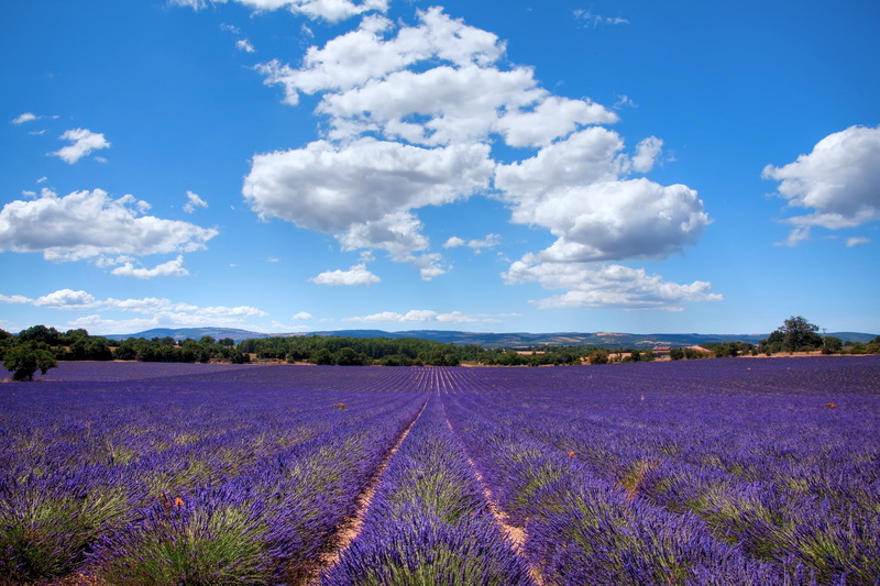 beauty In Nature, hill, cloud - Sky, herb, non-Urban Scene, day, lavender, flowering plant, Provence-Alpes-Cote dazur, green Color, lavender Coloured, landscaped
