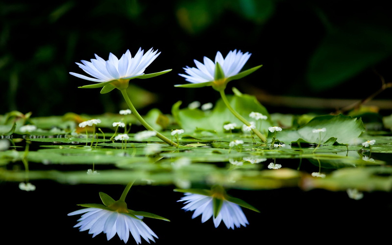 outdoors, tranquil Scene, 1080P, flower, leaf, green Color, beauty In Nature, springtime, day, white color, herb, plant, selective focus, purity, macro