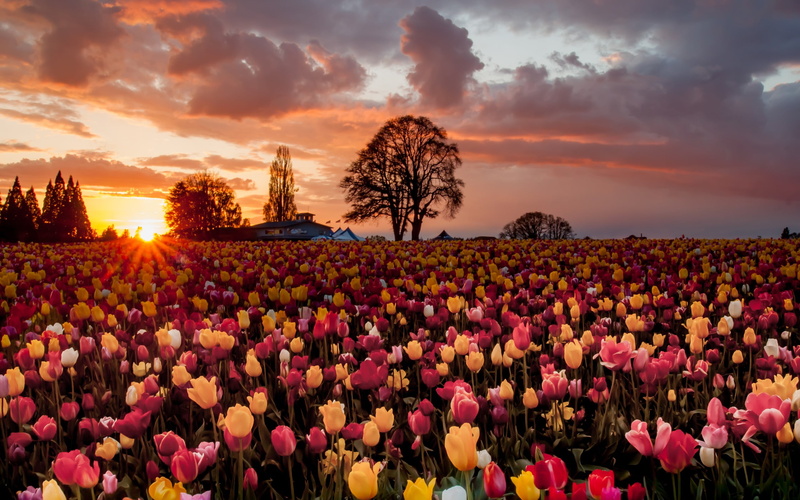 sky, tranquility, sunlight, orange color, flowering plant, cloud - sky, field, plant, freshness, beauty in nature, flower, outdoors, sunset, environment