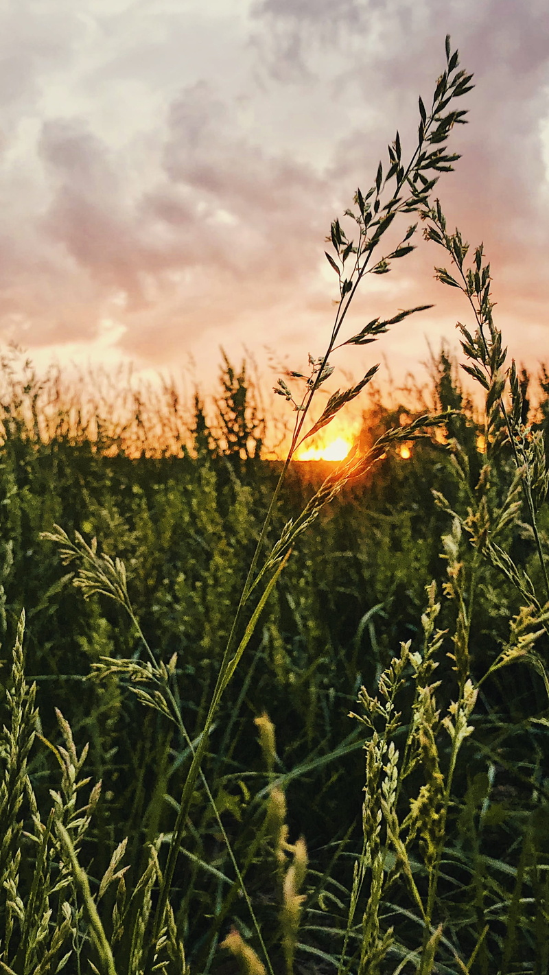 focus on foreground, tranquil scene, sky, stalk, landscape, cloud - sky, beauty in nature, outdoors, tranquility, growth, 2K, plant, close-up, sunset
