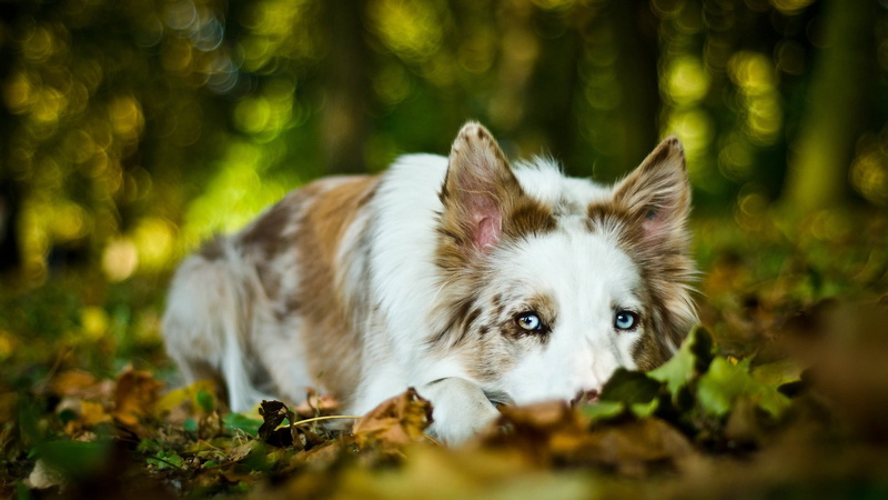 land, looking, mammal, plant, dog, day, domestic animals, animals, selective focus, pets, white, domestic, depth of field, long, brown, no people, one animal