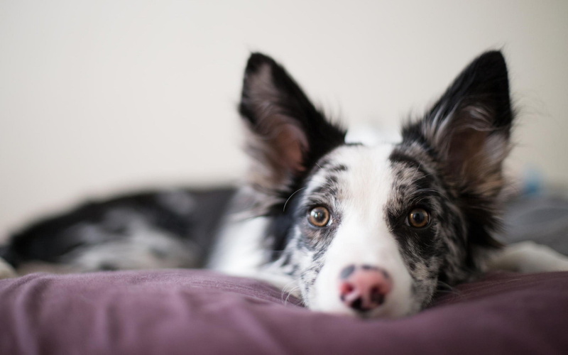 mammal, soft focus, depth of field, dog, no people, animal body part, domestic, domestic animals, puppies, close-up, animals, 1080P, lying down, small