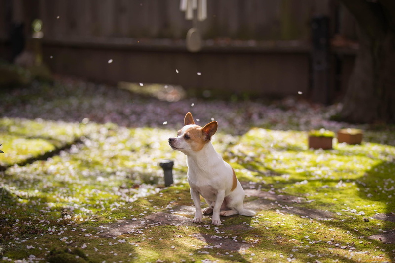1080P, focus on foreground, short, domestic animals, small, sitting, whisker, sunlight, looking away, mammal, selective focus,  chihuahua, domestic, one animal