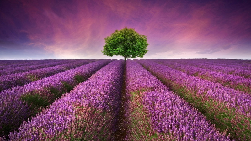 tree, lone tree, flowerbed, blossom, lavender field, agriculture, valensole, purple, flower field, farm, sky, outdoors, growth, lavender farm, freshness
