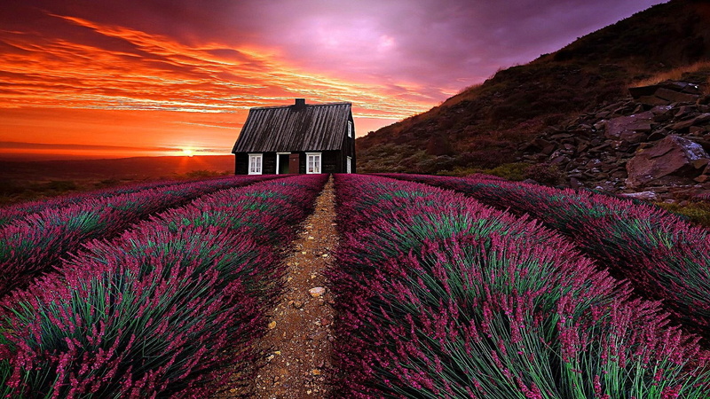 1080P, field, sunset, dawn, blooming, blossom, sky, house, grass, evening, landscape, flower, lavender field, farm, cloud, sunlight, lavender