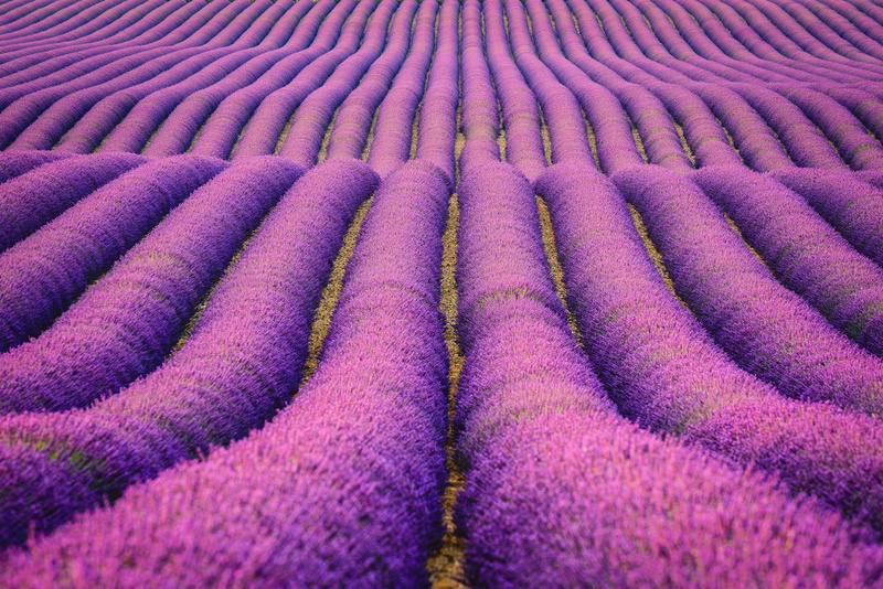 Farm, Purple, Lavender fields, 2K