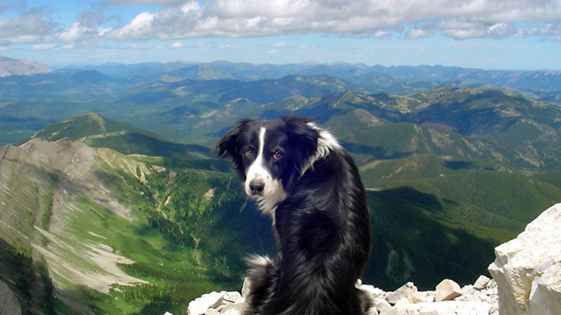 collie, dog, border, pets, puppies, 1080P, dogs, shepherd dog, border collie, hill, landscape, nature, animals
