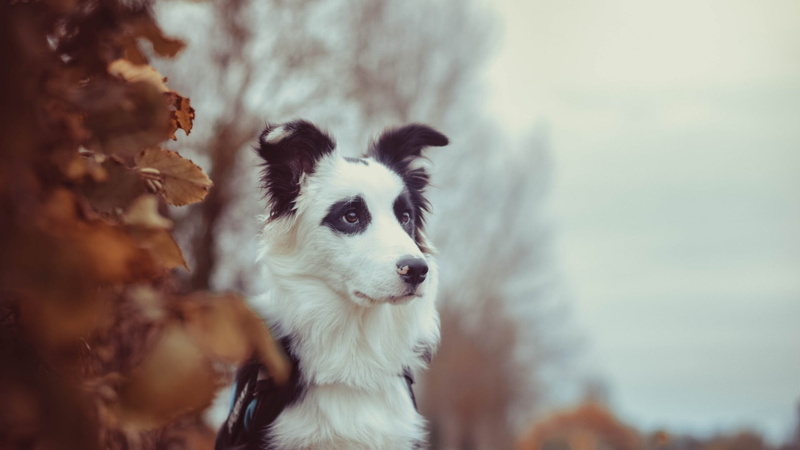 focus on foreground, domestic, animal head, vertebrate, border, domestic animals, looking at camera, mammal, animals, black, 1080P, collie, nature, day