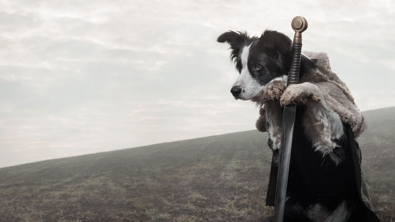 canine, black, sky, white, herbivorous, no people, sword, mountain, outdoors, animal head, pets, mammal, adult, domestic, nature, Game of Thrones, livestock