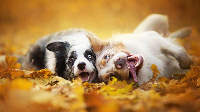 cute, no people, lying Down, mouth open, domestic Animals, border, dog, friendship, selective focus, puppy, 1080P, meadow, animals, nature, border collie