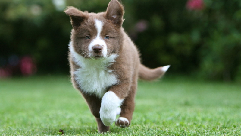 1080P, looking, friendship, day, obedience, pets, no people, cute, fur, focus on foreground, young Animal, border collie, portrait, outdoors, domestic