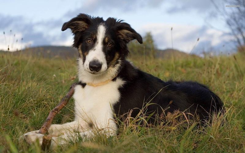 pets, 1080P, leash, nature, border collie, collie, animals, dogs, border