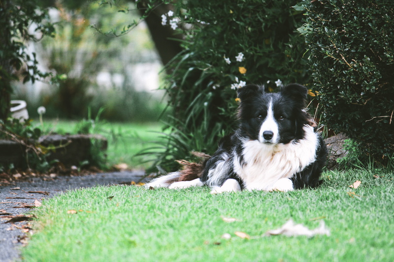 young Animal, spotted, green Color, happiness, sitting, mammal, puppy, adult, grass, lies, day, domestic Animals, park - Man Made Space, domestic, looking
