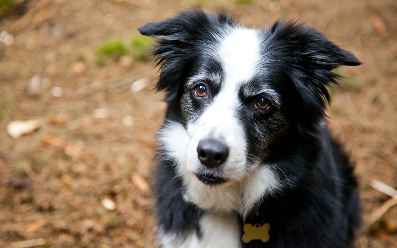 close-up, domestic Animals, spotted, puppy, black Color, furry, portrait, looking at camera, snout, land, focus on foreground, friendship, animal, whisker