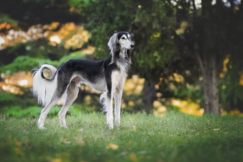 colors, no people, the persian greyhound, pets, domestic, nature, field, adult, domestic animals, animal themes, white, 4K, day, greyhound, standing, dog