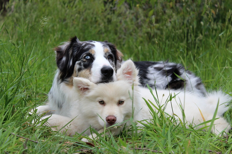 outdoors, dog, mammal, field, animal, puppy, young animal, vertebrate, one animal, training, australian, canine, eskimo, animal themes, purebred, pets