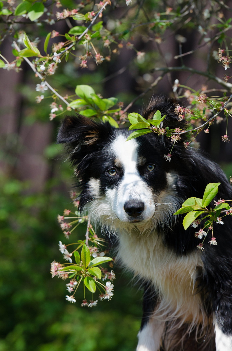 spring, 4K, domestic, vertebrate, focus on foreground, day, mammal, canine, border collie, portrait, flowering plant, plant, harbinger of spring, growth
