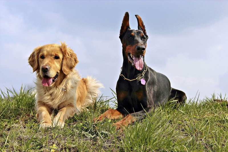 canine, nature, sticking out tongue, plant, 4K, no people, purebred Dog, protruding, facial expression, domestic, golden retriver, pinscher, panting, animal tongue