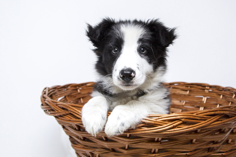pet, pets, short, 2K, cute, innocence, picnic basket, white, coated, collie, black, border collie, canine, one animal, container, animal themes, wicker