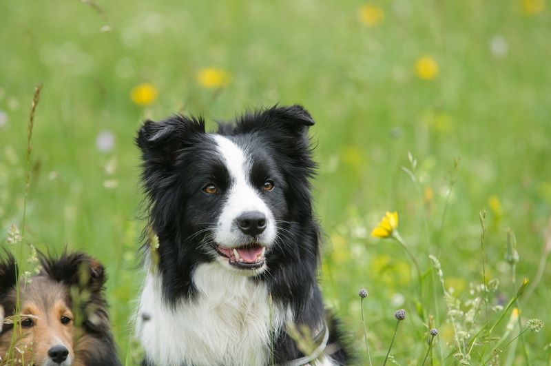 day, wise, dog, look, attention, one animal, flowering plant, field, 4K, border, panting, pets, adult, meadow, nature, black, flower, black and white
